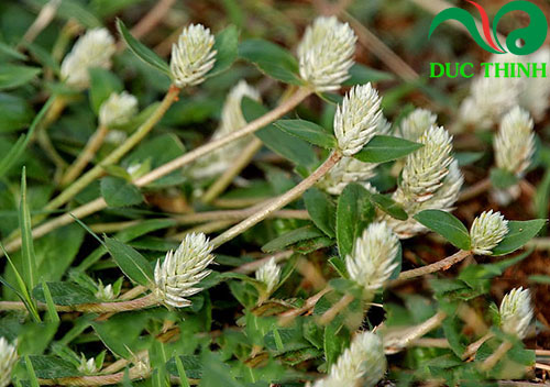 Bệnh Gout nên sử dụng rễ hay cây nở ngày đất?