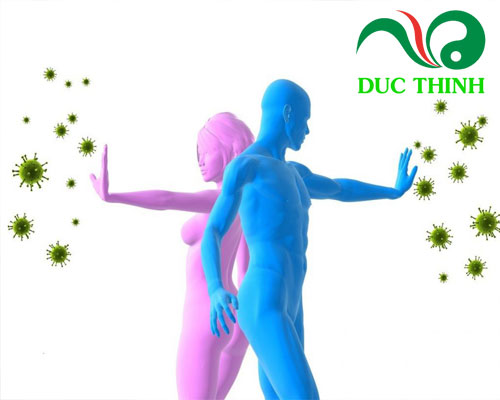 Ba kích giúp tăng cường hệ miễn dịch