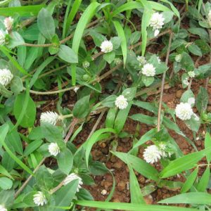 Bài thuốc dùng cây nở ngày đất trị tiểu đường