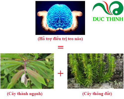 cay_thanh_nganh_ket_hop_cay_thong_dat_ho_tro_dieu_tri_teo_nao