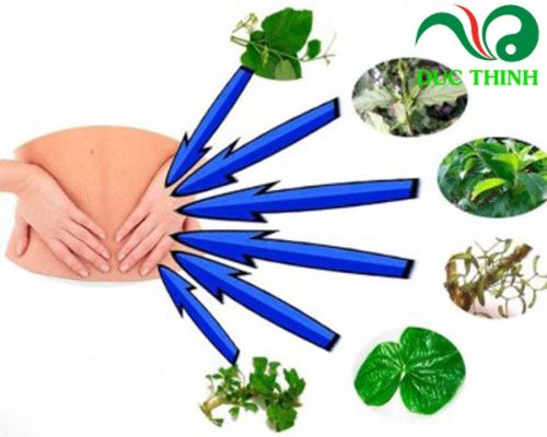 Cây dền gai hỗ trợ điều trị đau nhức xương khớp