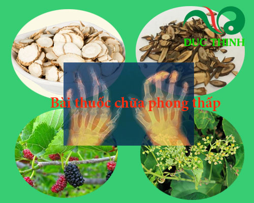 Bài thuốc chữa phong thấp từ cây chìa vôi 