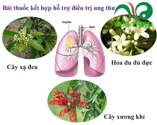 bài thuốc chữa ung thư từ cây xương khỉ
