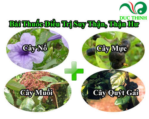 bai_thuoc_dieu_tri_suy_than_than_hu