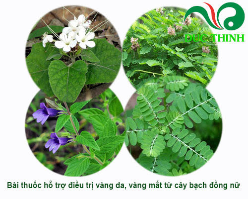bai_thuoc_ho_tro_dieu_tri_vang_da_vang_mat_tu_bach_dong_nu