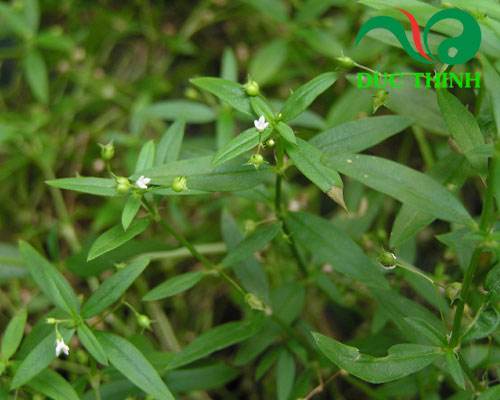 bạch hoa xà thiệt thảo bán chi liên