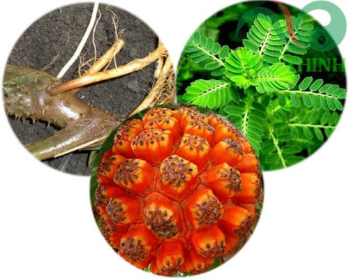 bài thuốc hỗ trợ điều trị viêm gan, xơ gan từ củ móp gai
