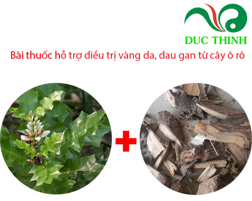 bai_thuoc_ho_tro_dieu_tri_vang_da_dau_gan_tu_cay_o_ro