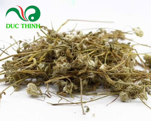 bảo quản cây nở ngày đất