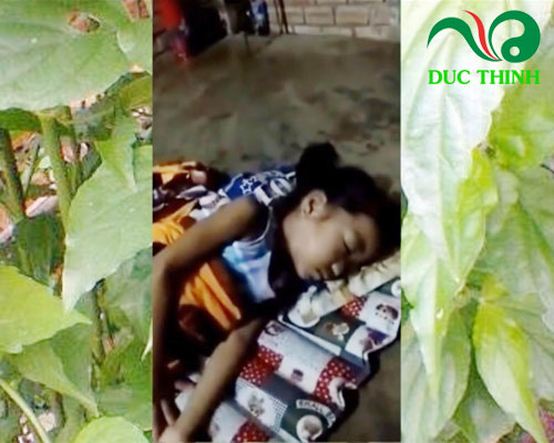 bé Trúc Ly thoát khỏi ung thư nhờ cây xương khỉ