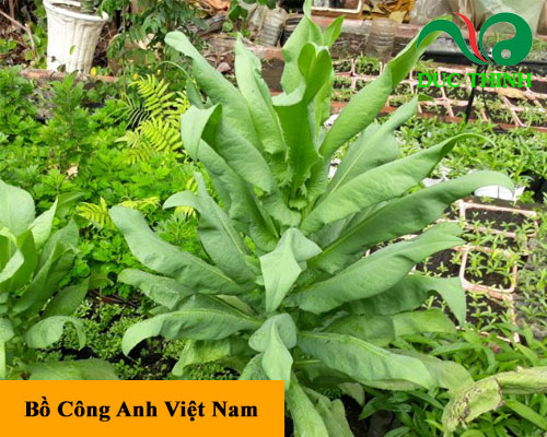 Cây bồ công anh Việt Nam