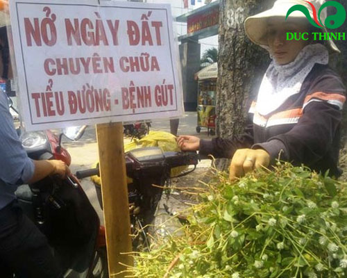 Cách sử dụng cây nở ngày đất