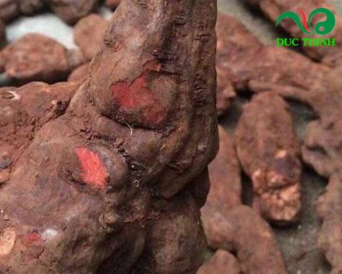 cách ngâm rượu hà thủ ô đỏ