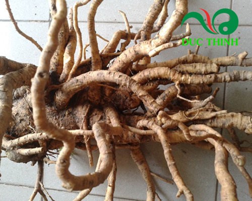 Cách ngâm rượu rễ đinh lăng