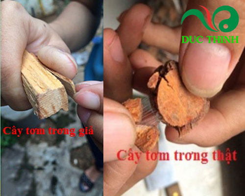 Cách phân biệt cây tơm Trơng thật và giả
