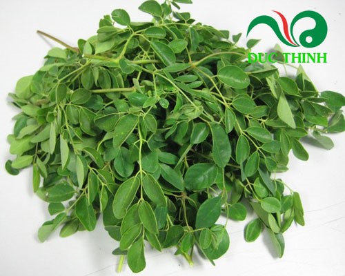 Cách sử dụng cây chùm ngây