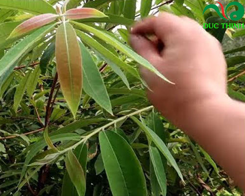 Cây đỏ ngọn hỗ trợ điều trị tim mạch hiệu quả
