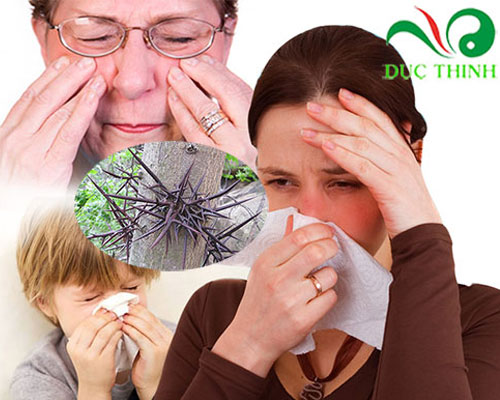 Công dụng của gai bồ kết là gì?