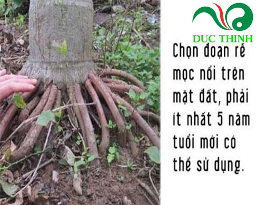 cach_thu_hoach_re_cau