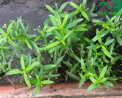 cây bạch hoa xà ngâm rượu chữa được bệnh gì