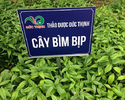 cay_bim_bip