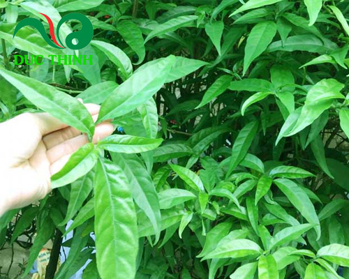 Cây bìm bịp trị bệnh gì
