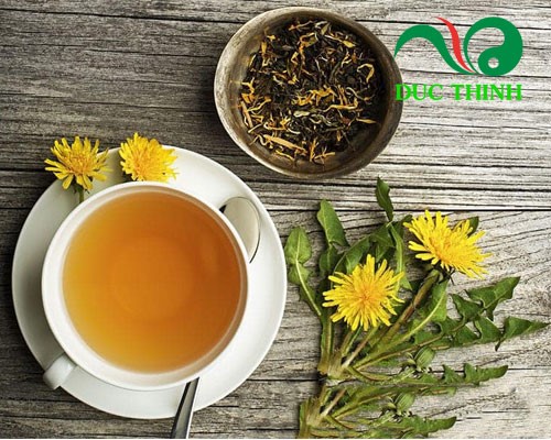 cây bồ công anh có tác dụng gì