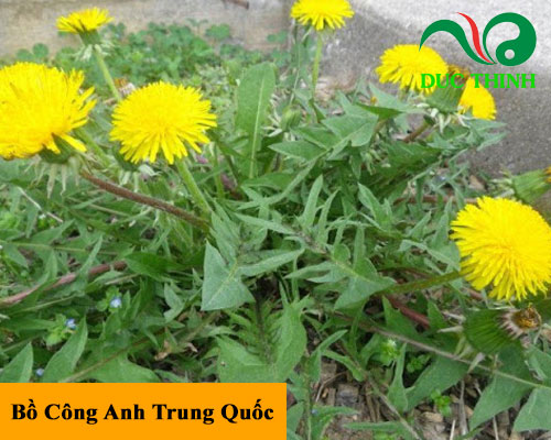 Bồ Công Anh Trung Quốc