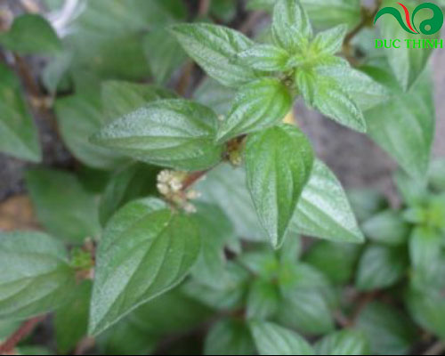 Cây bọ mắm hỗ trợ điều trị viêm họng hiệu quả