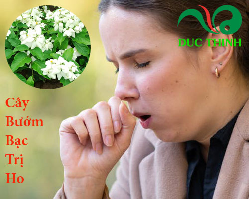 Cây bướm bạc trị ho 