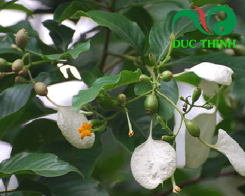 Cây bướm bạc có tác dụng gì?