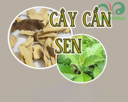 cây cần sen
