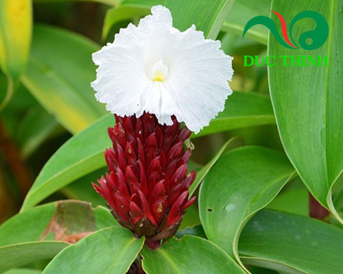 Cách sử dụng cây cát lồi
