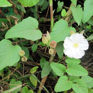 Cây chìa vôi thảo dược Đức Thịnh có nhiều tác dụng cho con người