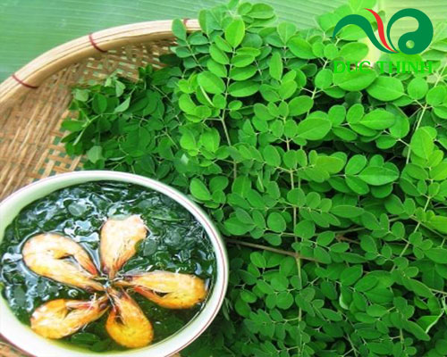 Cây chùm ngây có tác dụng gì?
