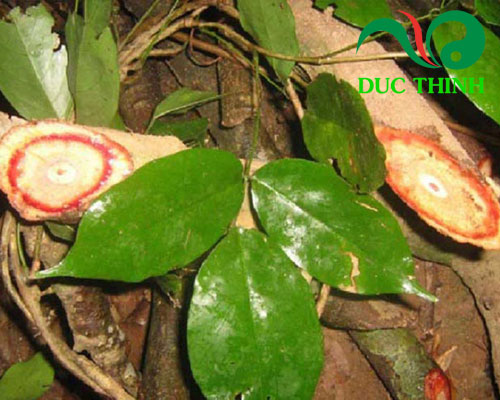 Cây cỏ máu
