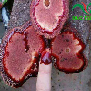 cây cỏ máu