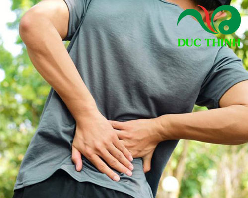 cây cỏ máu điều trị đau lưng 