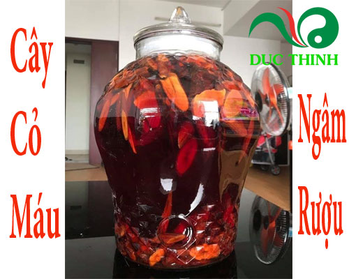 Cây cỏ máu ngâm rượu
