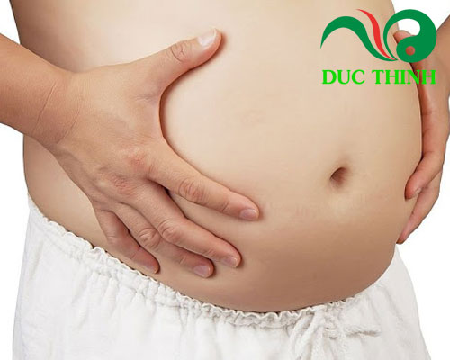 Cây cỏ sữa chữa xơ gan cổ trướng