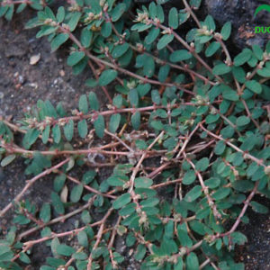 cây cỏ sữa lá nhỏ