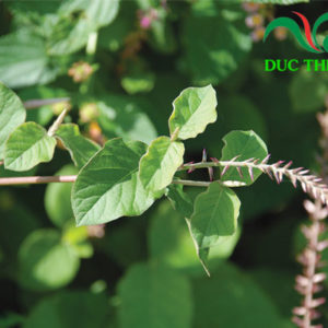 cây cỏ xước