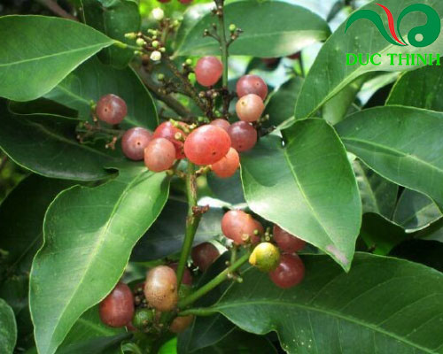 Cây cơm rượu hỗ trợ điều trị tiểu đường