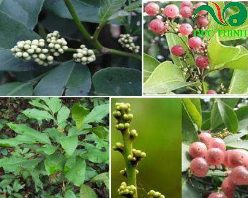 Cây cơm rượu hỗ trợ điều trị tiểu đường