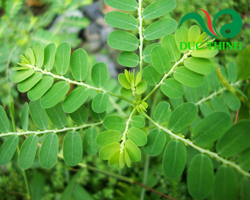 cây diệp hạ châu