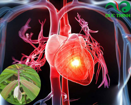 Cây đỏ ngọn hỗ trợ điều trị tim mạch hiệu quả