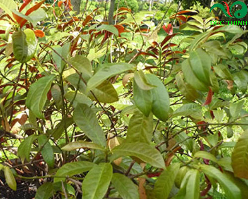 Mua cây đơn lá đỏ ở đâu?