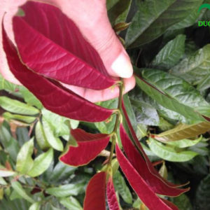 cây đơn lá đỏ