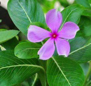 cây dừa cạn