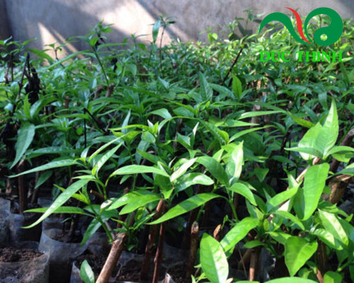 trà tâm lan tây ninh 